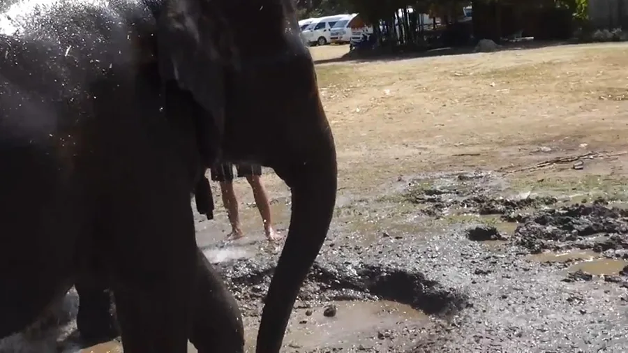치앙마이 코끼리 목욕