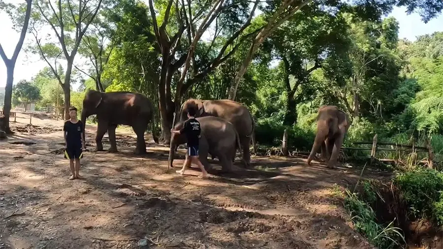 태국 코끼리 체험